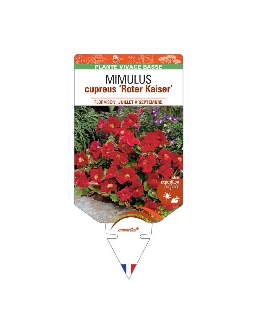MIMULUS CUPREUS ROTER KAISER