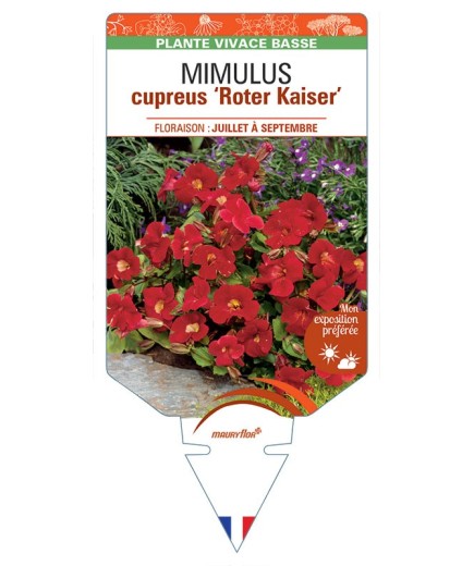 MIMULUS CUPREUS ROTER KAISER