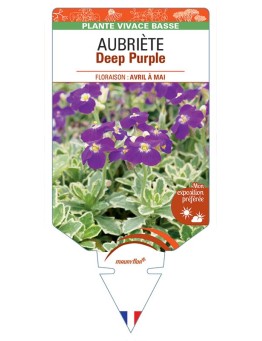 AUBRIETA Deep Purple
