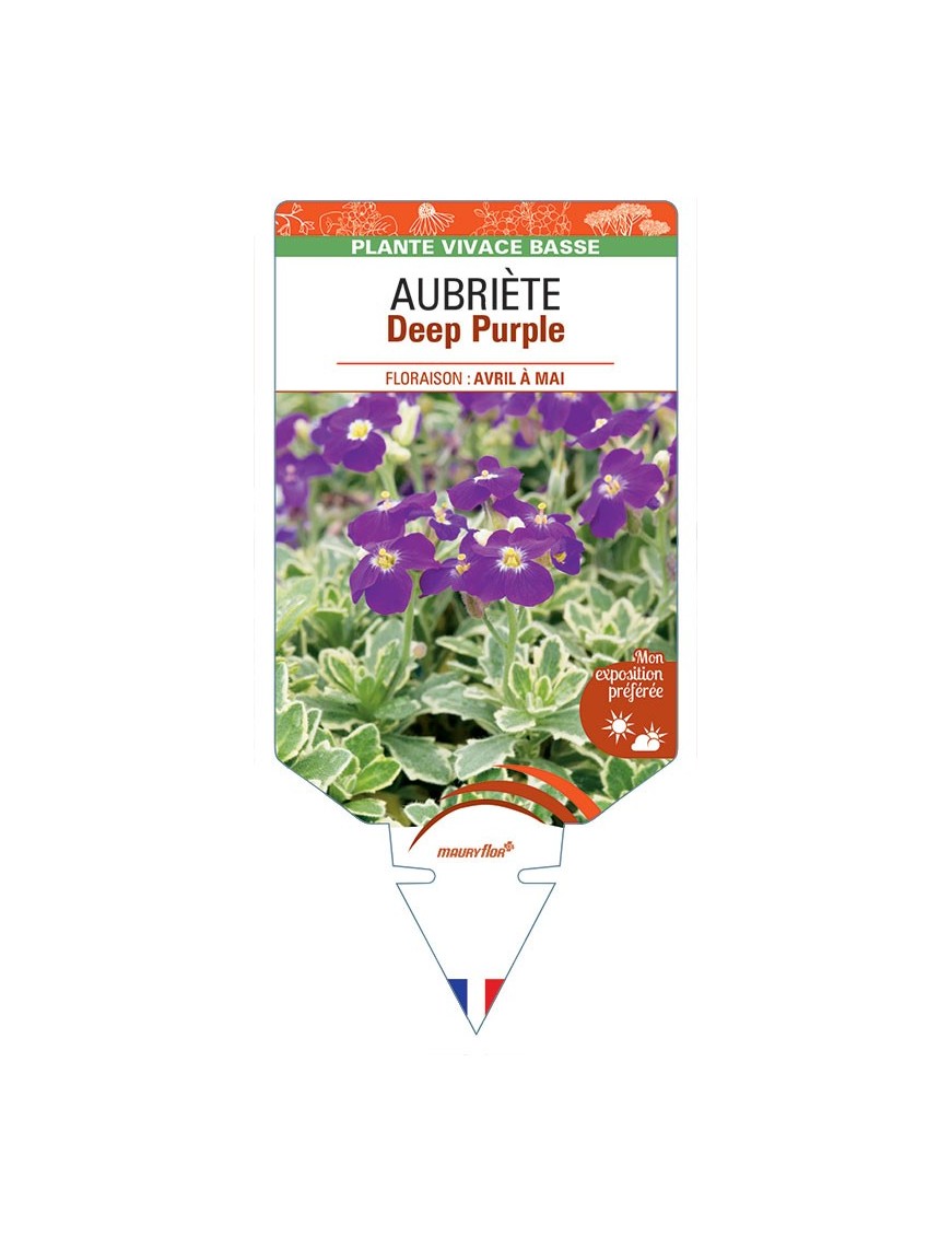 AUBRIETA Deep Purple