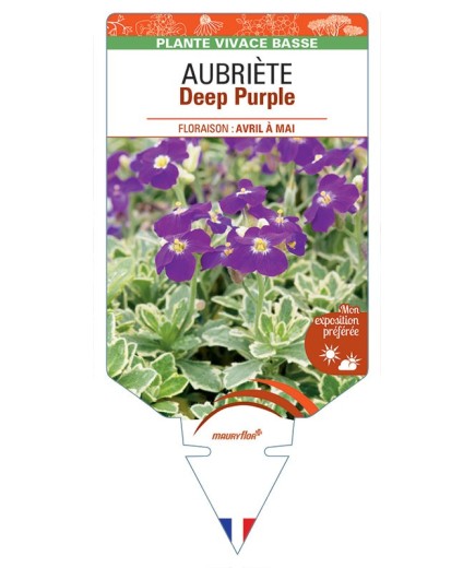 AUBRIETA Deep Purple