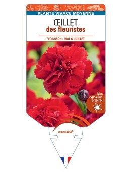 DIANTHUS caryophyllus voir Œillet des fleuristes (rouge)