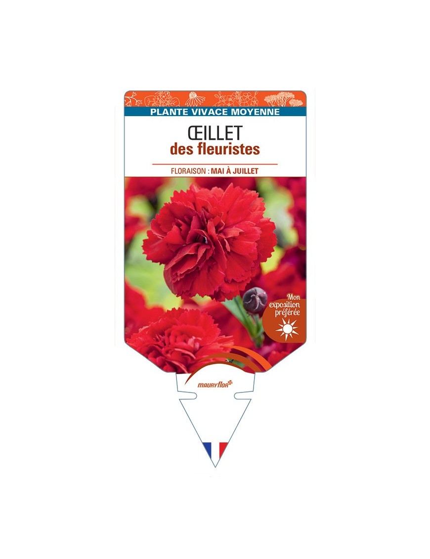 DIANTHUS caryophyllus voir Œillet des fleuristes (rouge)