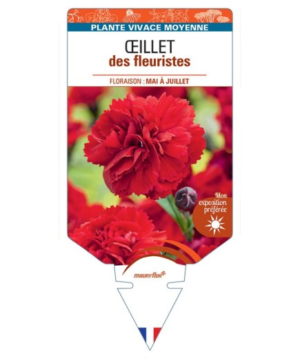 DIANTHUS caryophyllus voir Œillet des fleuristes (rouge)