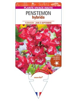 PENSTEMON hybrida (rouge)