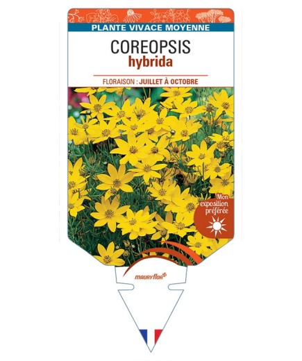 COREOPSIS hybrida jaune