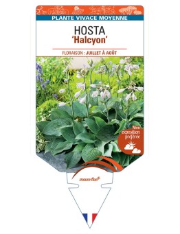 HOSTA (tardiana) Halcyon