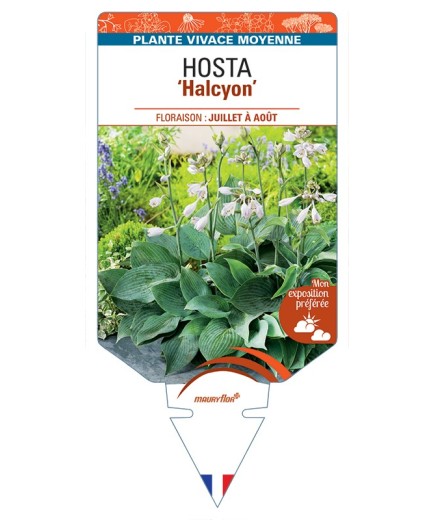 HOSTA (tardiana) Halcyon