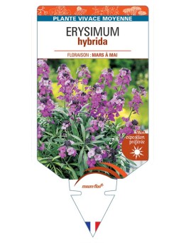 ERYSIMUM hybrida violet