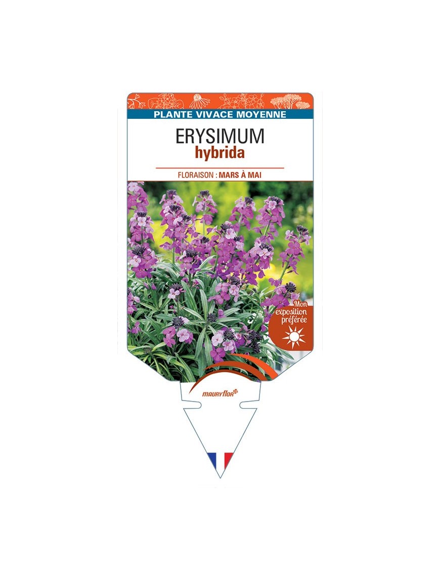 ERYSIMUM hybrida violet