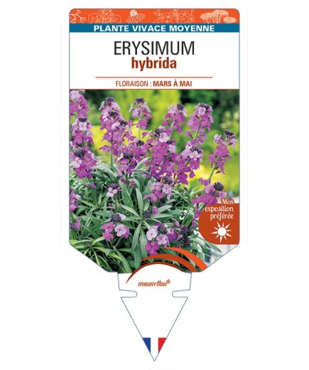 ERYSIMUM hybrida violet