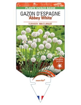 ARMERIA maritima ABBEY White voir Gazon d’Espagne