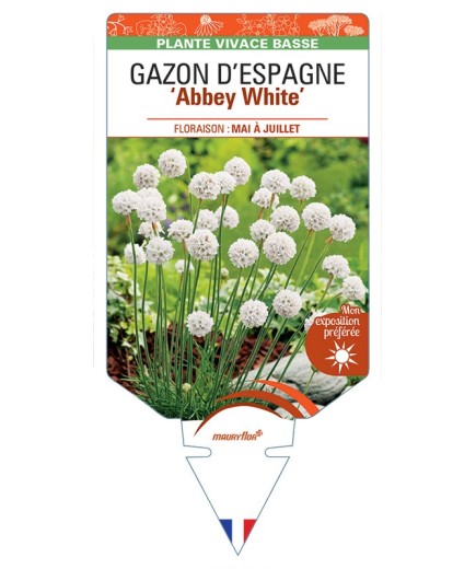 ARMERIA maritima ABBEY White voir Gazon d’Espagne