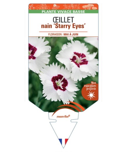 DIANTHUS alpinus Starry Eyes voir Œillet nain