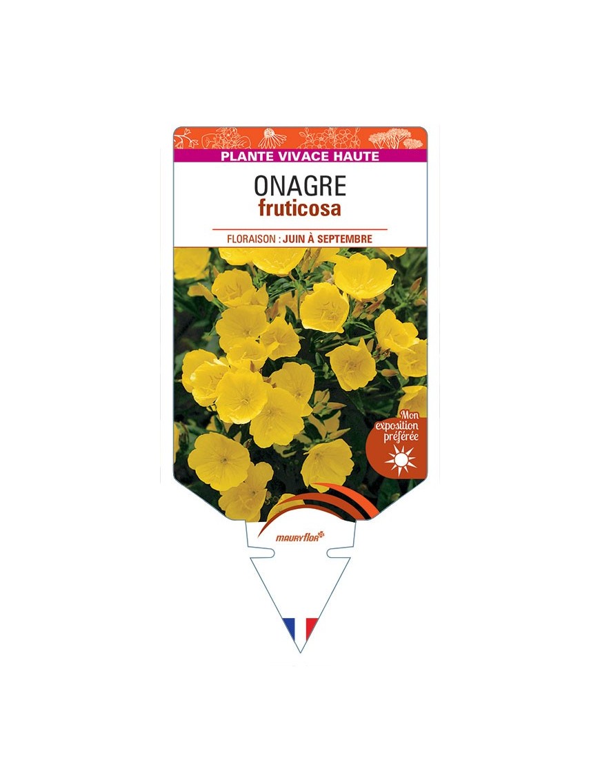 ŒNOTHERA fruticosa voir Onagre