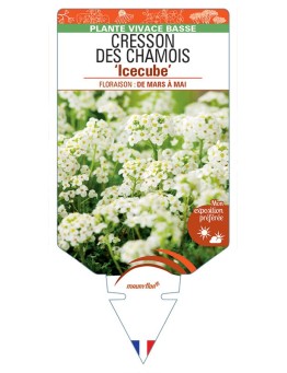 PRITZELAGO alpina Icecube voir Cresson de Chamois
