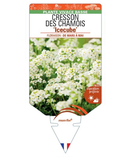 PRITZELAGO alpina Icecube voir Cresson de Chamois