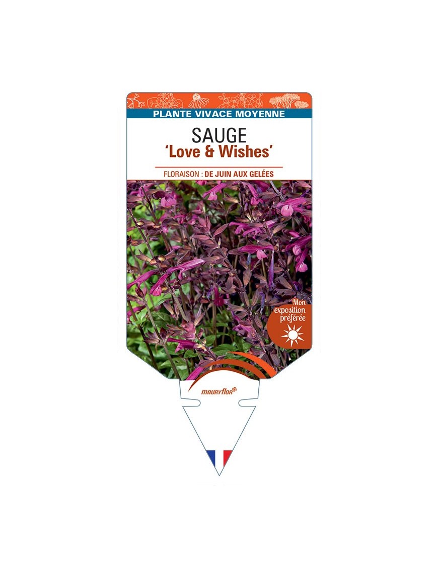 SALVIA x buchananii Love & Wishes voir Sauge