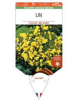LINUM FLAVUM voir Lin (jaune)