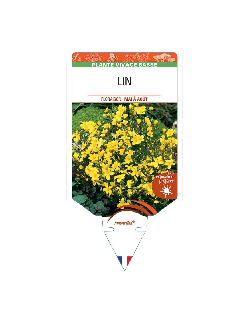 LINUM FLAVUM voir Lin (jaune)