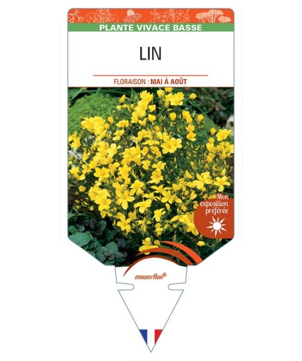 LINUM FLAVUM voir Lin (jaune)