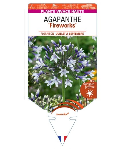 AGAPANTHUS Fireworks
