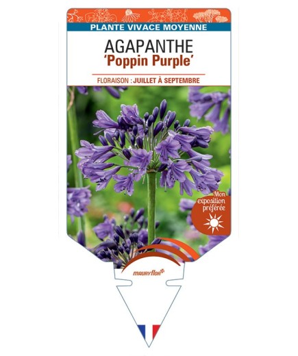 AGAPANTHUS Poppin Purple