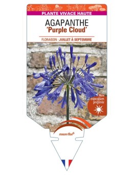 AGAPANTHUS Purple Cloud