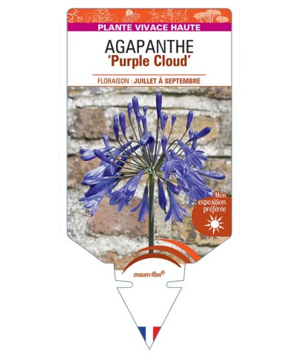 AGAPANTHUS Purple Cloud
