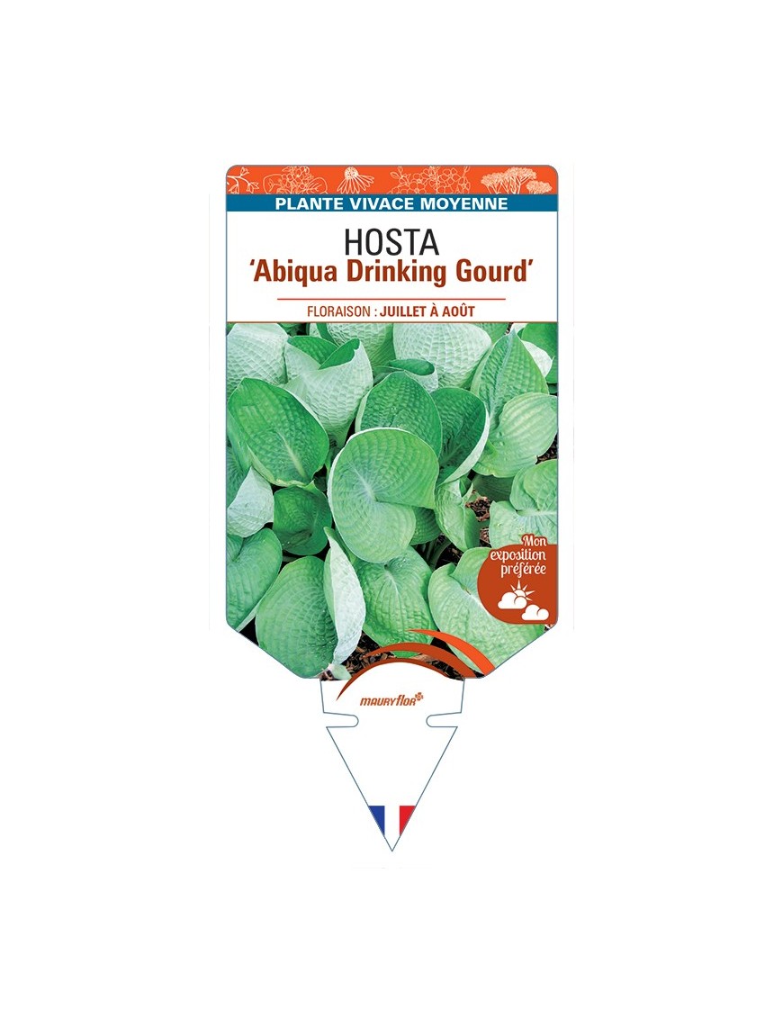 HOSTA Abiqua Drinking Gourd