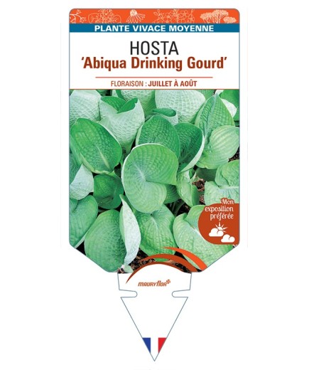HOSTA Abiqua Drinking Gourd