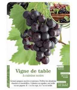 Vigne de table à raisins noirs