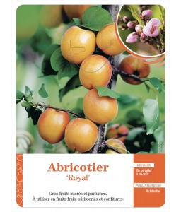 Abricotier ‘Royal’