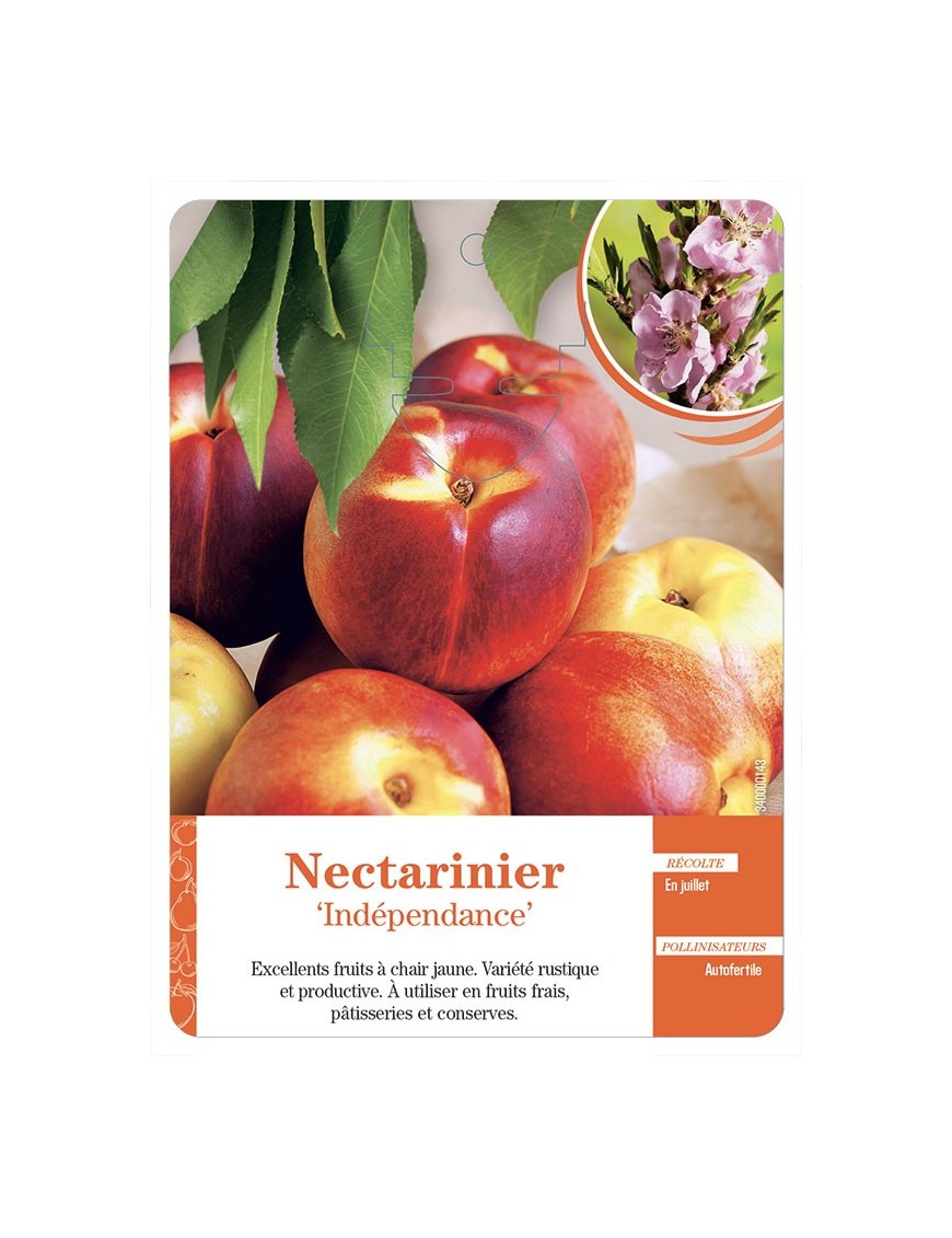 Nectarinier ‘Indépendance’