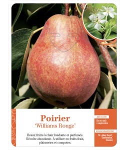 Poirier‘Williams Rouge’