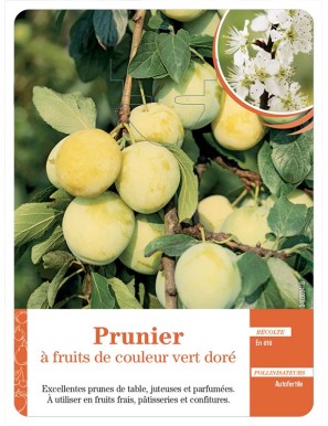 Prunier à fruits de couleur vert doré