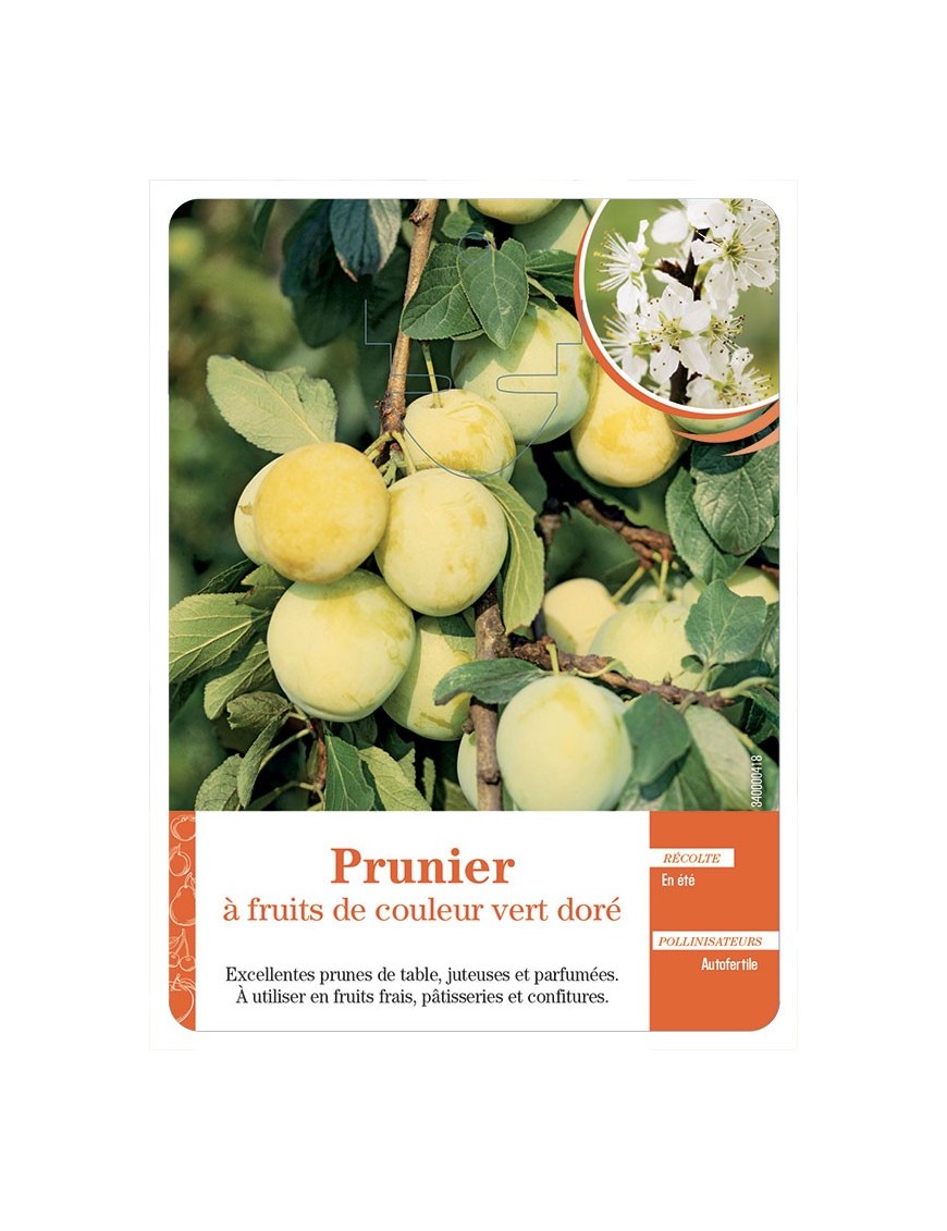 Prunier à fruits de couleur vert doré