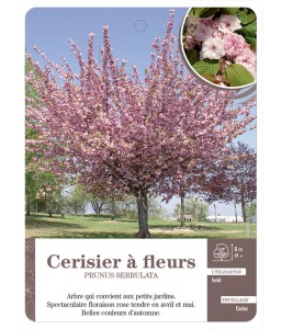 Cerisier à fleurs