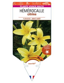 HEMEROCALLIS citrina