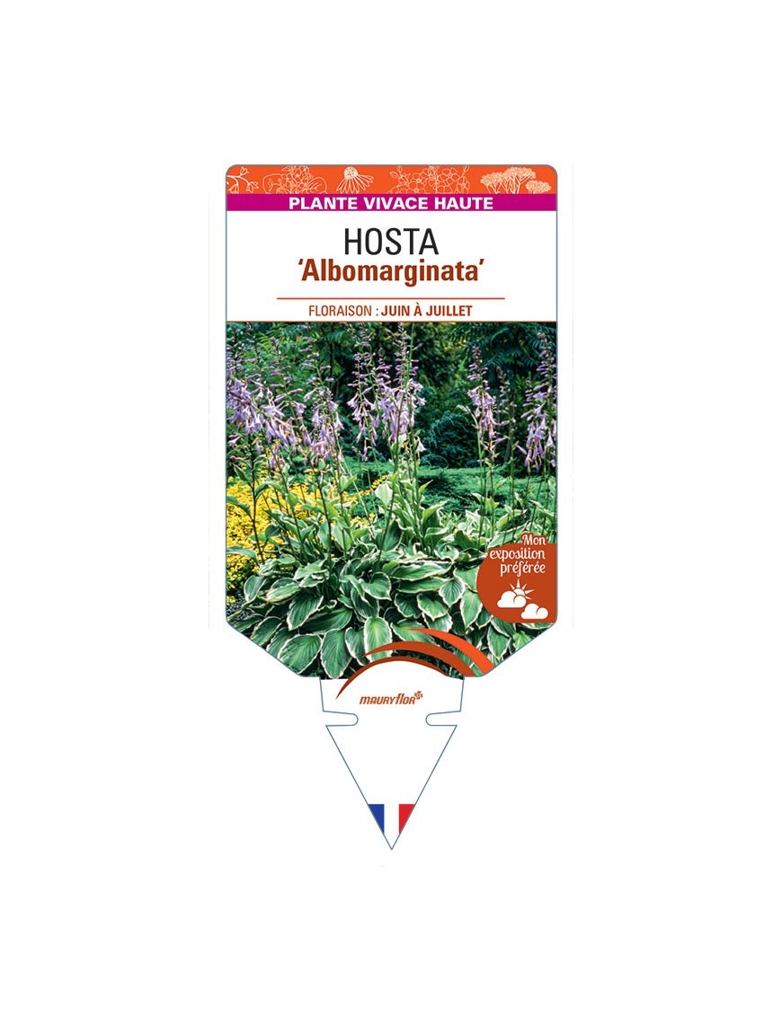 HOSTA Albomarginata