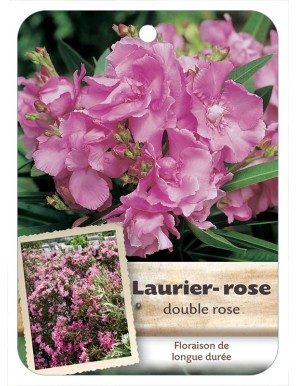 NERIUM OLEANDER (ROSE) voir Laurier-rose double