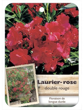 NERIUM OLEANDER (ROUGE) voir Laurier-rose double