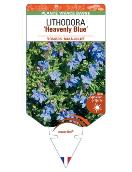 LITHODORA (diffusa) 'Heavenly Blue'