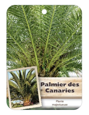 PHOENIX CANARIENSIS voir Palmier des Canaries