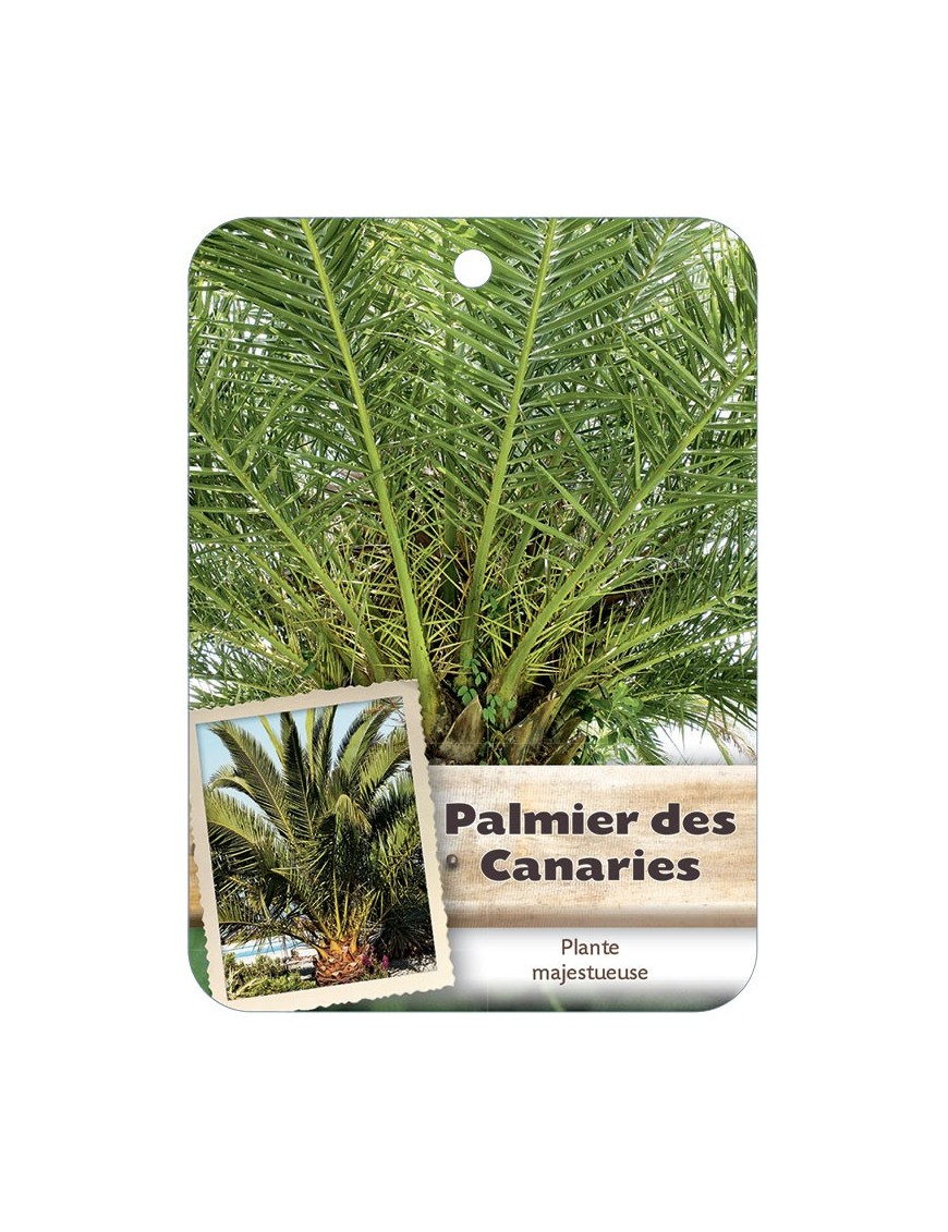 PHOENIX CANARIENSIS voir Palmier des Canaries