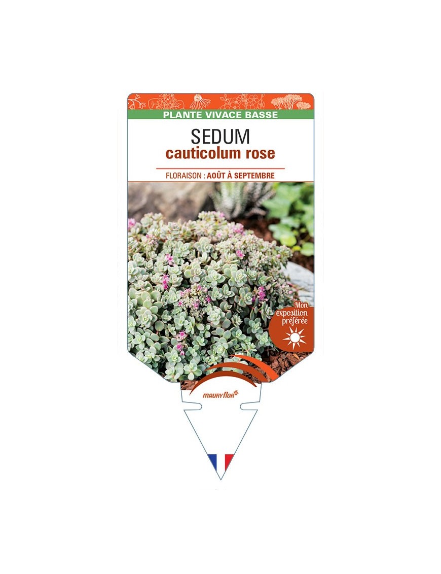 SEDUM (cauticolum) Rose