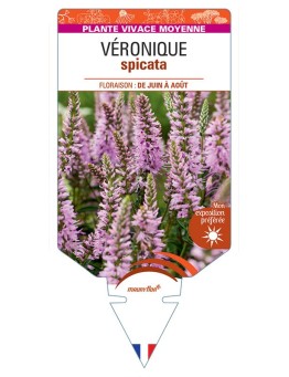 VERONICA spicata rose