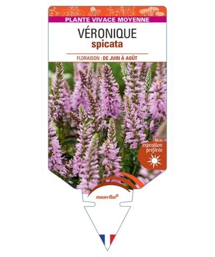 VERONICA spicata rose