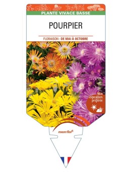 DELOSPERMA (varié) voir Pourpier