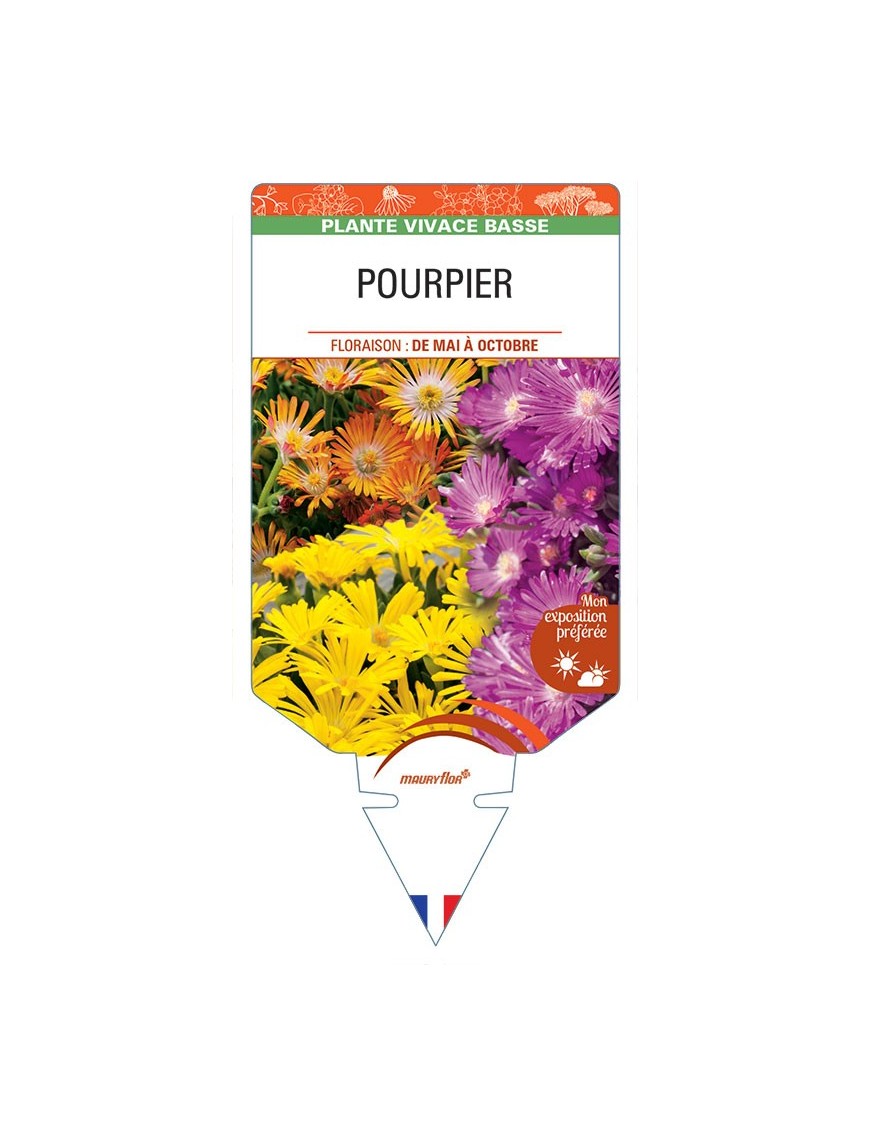DELOSPERMA (varié) voir Pourpier